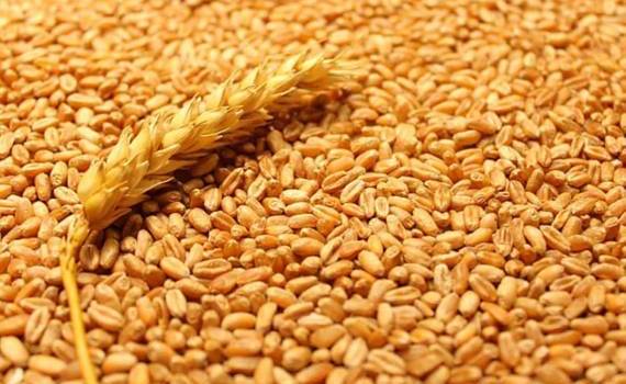 Цена пшеницы в Черноморском регионе выросла на 6 долларов за тонну - agroexpert.md