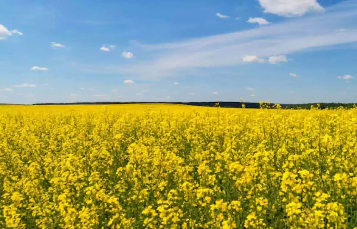 Площади под рапсом в Украине могут вырасти на треть — до 1,5 млн га - agroexpert.md