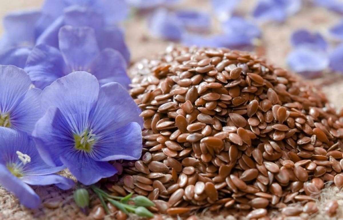 Воспользуется ли Казахстан выгодной ситуацией на мировом рынке льна - agroexpert.md
