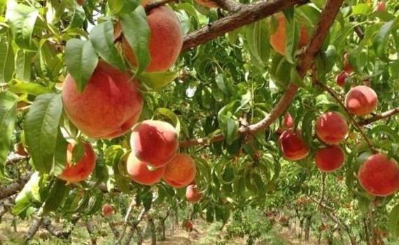 Pomicultorii primesc anual subvenții de peste 300 mln de lei  - agroexpert.md