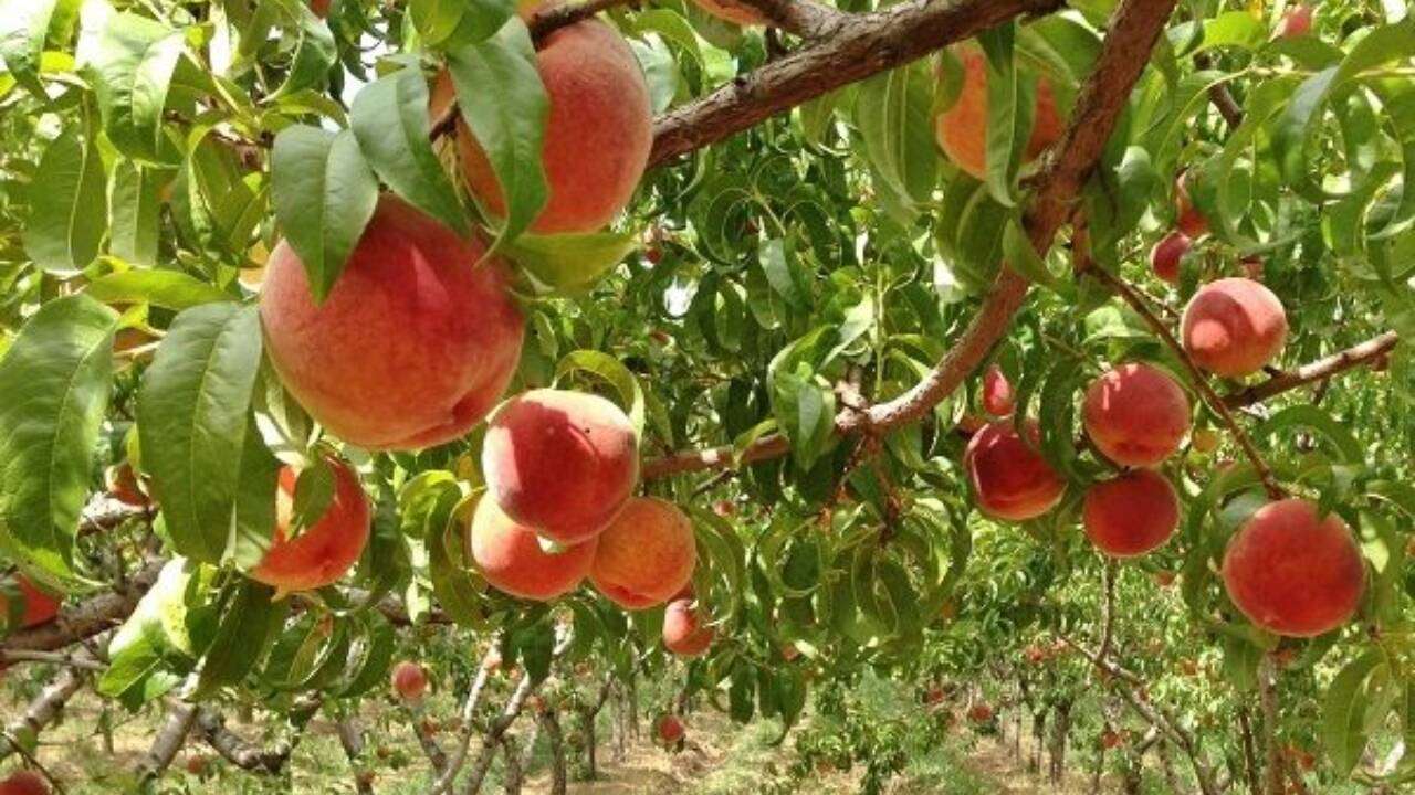 Pomicultorii primesc anual subvenții de peste 300 mln de lei  - agroexpert.md