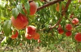 Pomicultorii primesc anual subvenții de peste 300 mln de lei  - agroexpert.md