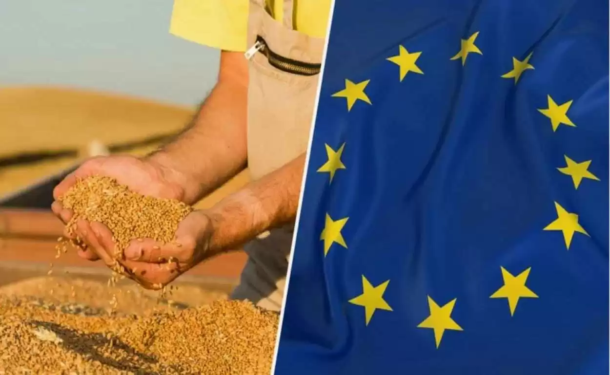 Европейская пшеница: замедление динамики экспорта и сигналы рынка - agroexpert.md