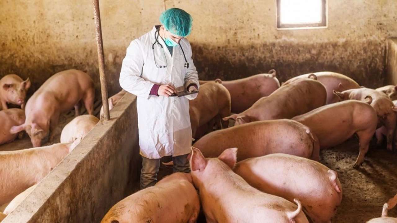 Controale în gospodăriile cu porci - agroexpert.md