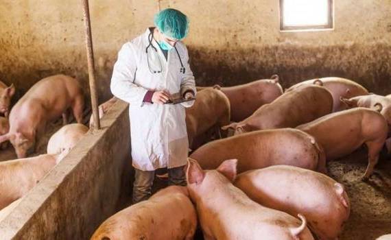 Controale în gospodăriile cu porci - agroexpert.md