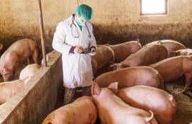 Controale în gospodăriile cu porci - agroexpert.md