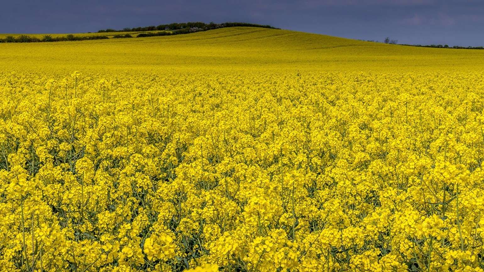 cultura de rapiță - agroexpert.md