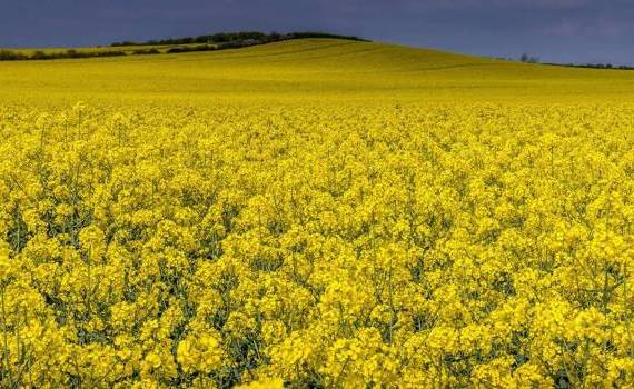 cultura de rapiță - agroexpert.md