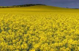 cultura de rapiță - agroexpert.md