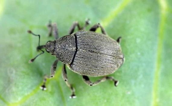 gărgărița tulpinilor de rapiță - agroexpert.md