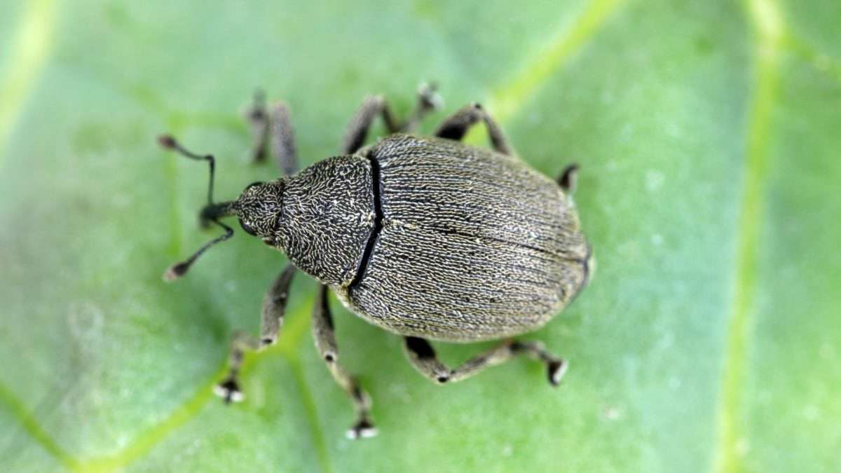 gărgărița tulpinilor de rapiță - agroexpert.md