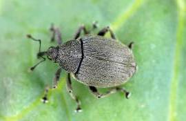 gărgărița tulpinilor de rapiță - agroexpert.md