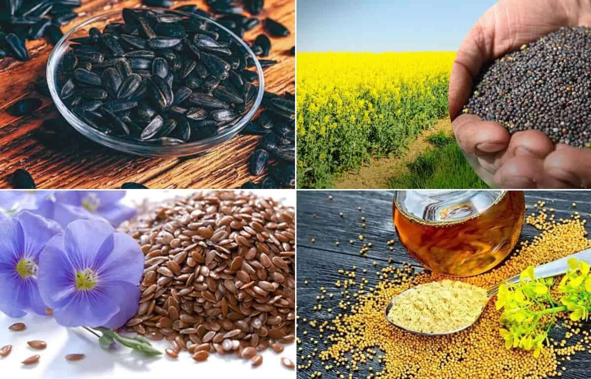 Анализ экспортных тенденций масличного рынка Молдовы в феврале 2026 года - agroexpert.md