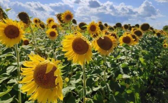 В Аргентине ожидают рекордный урожай подсолнечника за последние 30 лет - agroexpert.md