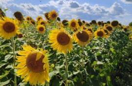 В Аргентине ожидают рекордный урожай подсолнечника за последние 30 лет - agroexpert.md