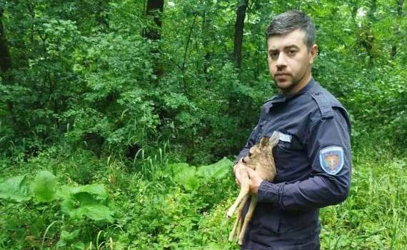 Pui de căprior salvat și reîntors în sălbăticie - agroexpert.md