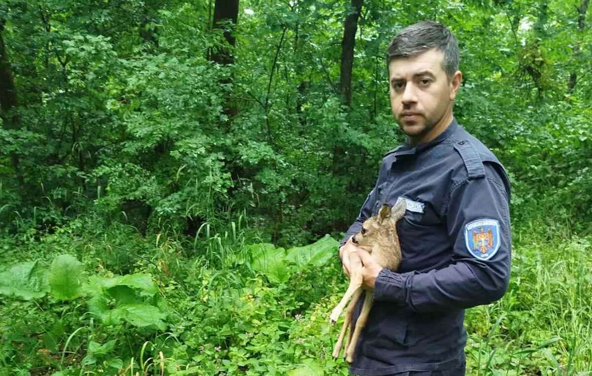 Pui de căprior salvat și reîntors în sălbăticie - agroexpert.md