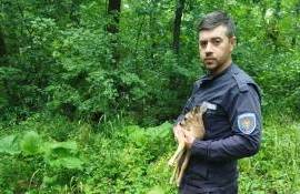 Pui de căprior salvat și reîntors în sălbăticie - agroexpert.md
