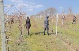 В Молдове фермеры приступили к весенним работам на виноградниках - agroexpert.md