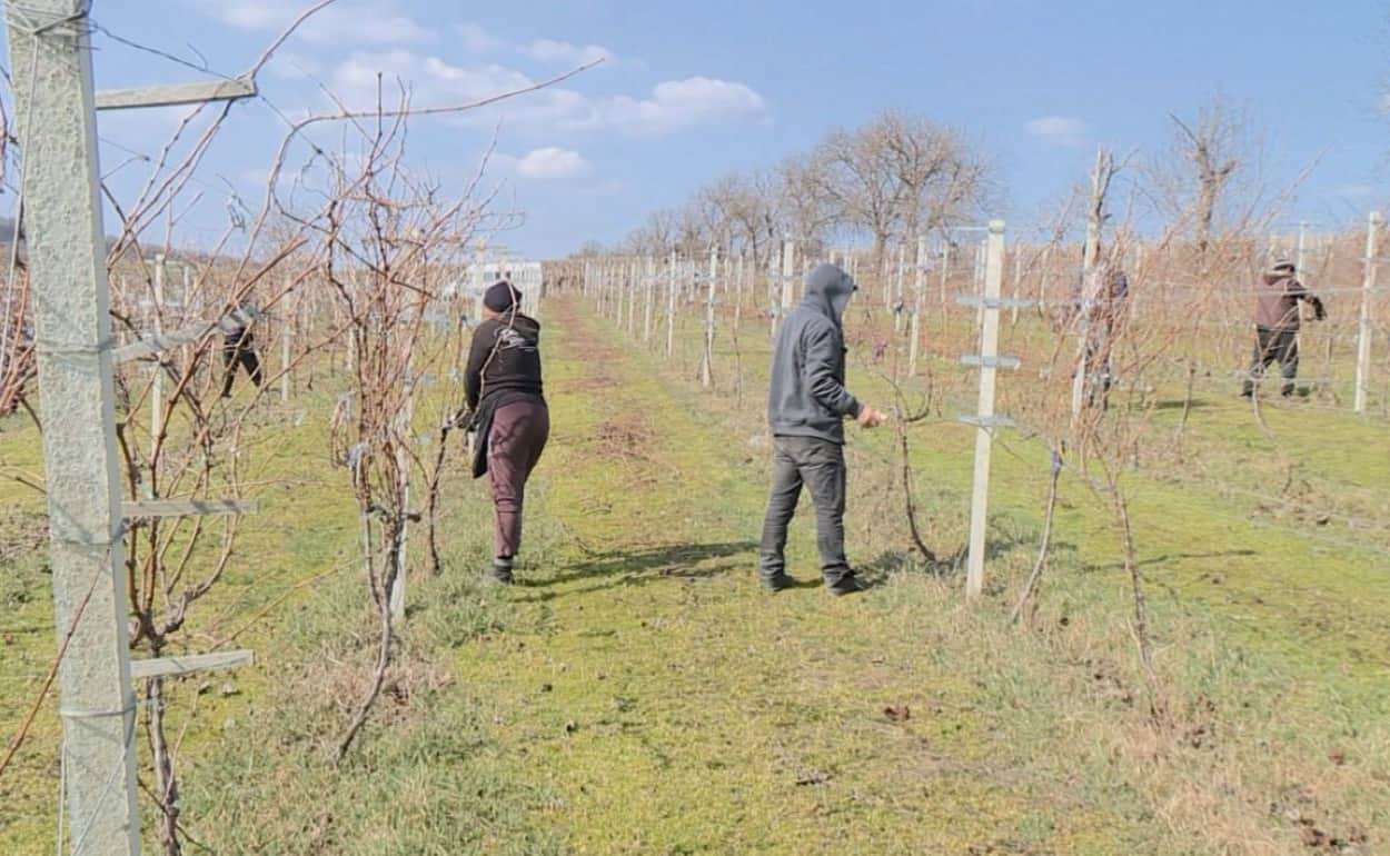 В Молдове фермеры приступили к весенним работам на виноградниках - agroexpert.md