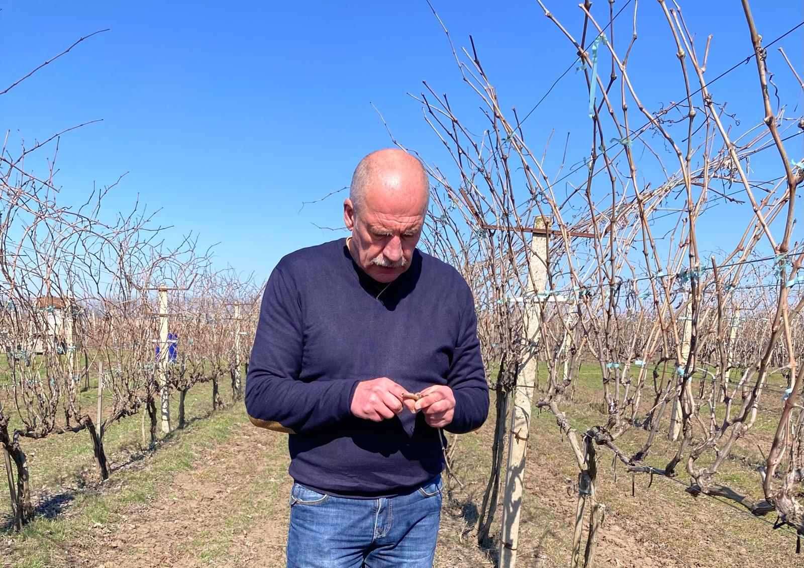 Vița de vie pânge - AGROEXPERT.MD