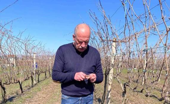 Vița de vie pânge - AGROEXPERT.MD