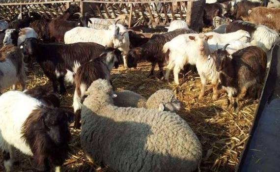 Pesta micilor rumegătoare provoacă pierderi majore în România - agroexpert.md
