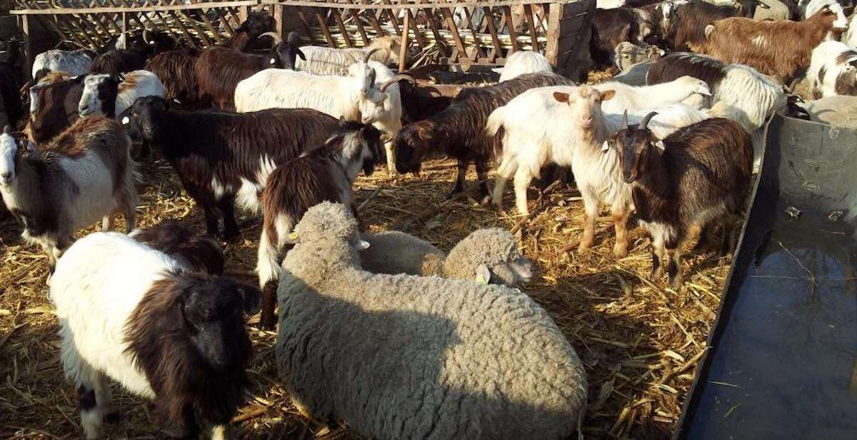 Pesta micilor rumegătoare provoacă pierderi majore în România - agroexpert.md