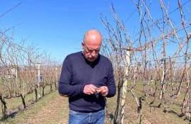 Vița de vie pânge - AGROEXPERT.MD