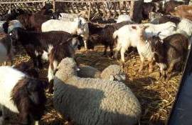 Pesta micilor rumegătoare provoacă pierderi majore în România - agroexpert.md