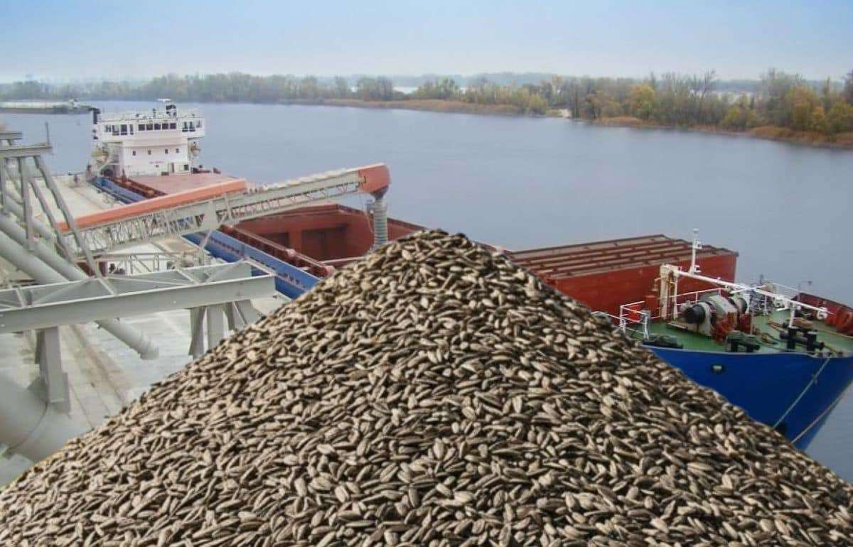 В Болгарию завозят подсолнечник из Аргентины с превышением пестицидов - agroexpert.md