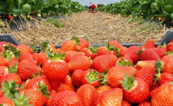 Cum arată plantațiile de căpșune și ce recoltă se anunță în acest sezon - agroexpert.md