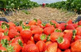 Cum arată plantațiile de căpșune și ce recoltă se anunță în acest sezon - agroexpert.md