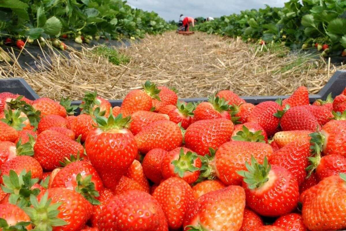 Cum arată plantațiile de căpșune și ce recoltă se anunță în acest sezon - agroexpert.md