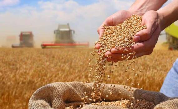 В Украине озвучены цены форвардных контрактов на пшеницу урожая 2026 года - agroexpert.md
