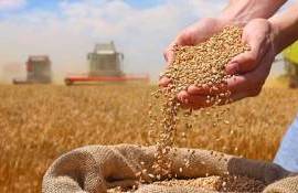 В Украине озвучены цены форвардных контрактов на пшеницу урожая 2026 года - agroexpert.md