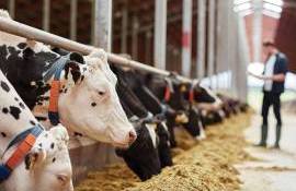 PSPA: ce efecte va avea asupra sectorului laptelui - agroexpert.md