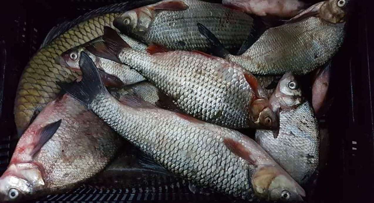 braconaj piscicol Costești-Stînca - agroexpert.md