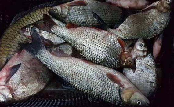 braconaj piscicol Costești-Stînca - agroexpert.md