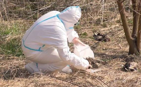 păsări moarte pe malul râului Nistru - agroexpert.md