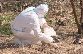 păsări moarte pe malul râului Nistru - agroexpert.md