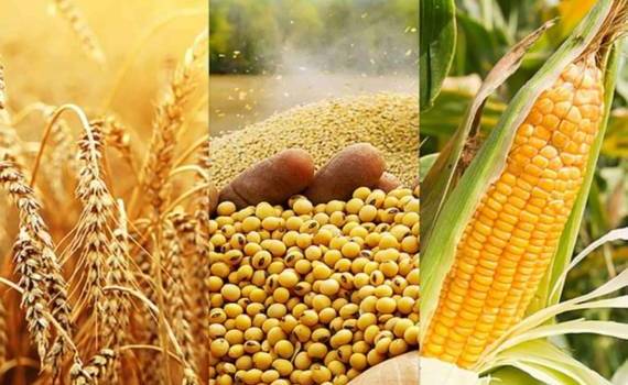 Обзор рынков основных агрокультур Украины: от пшеницы до сои - agroexpert.md