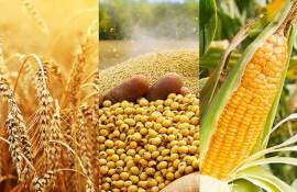 Обзор рынков основных агрокультур Украины: от пшеницы до сои - agroexpert.md