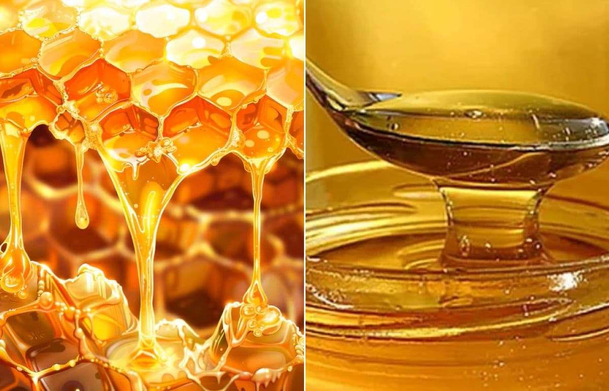 Пчеловоды Европы ищут новые механизмы защиты отрасли от фальсификата - agroexpert.md