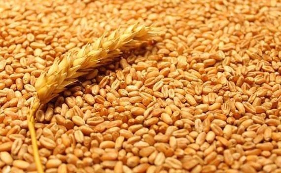 Рост экспорта зерна из ЕС: +16 % с начала сезона 2025/26 - agroexpert.md