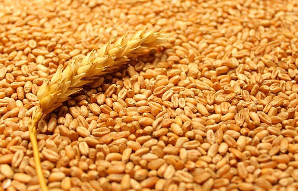 Рост экспорта зерна из ЕС: +16 % с начала сезона 2025/26 - agroexpert.md