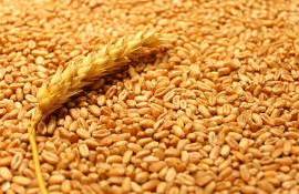 Рост экспорта зерна из ЕС: +16 % с начала сезона 2025/26 - agroexpert.md