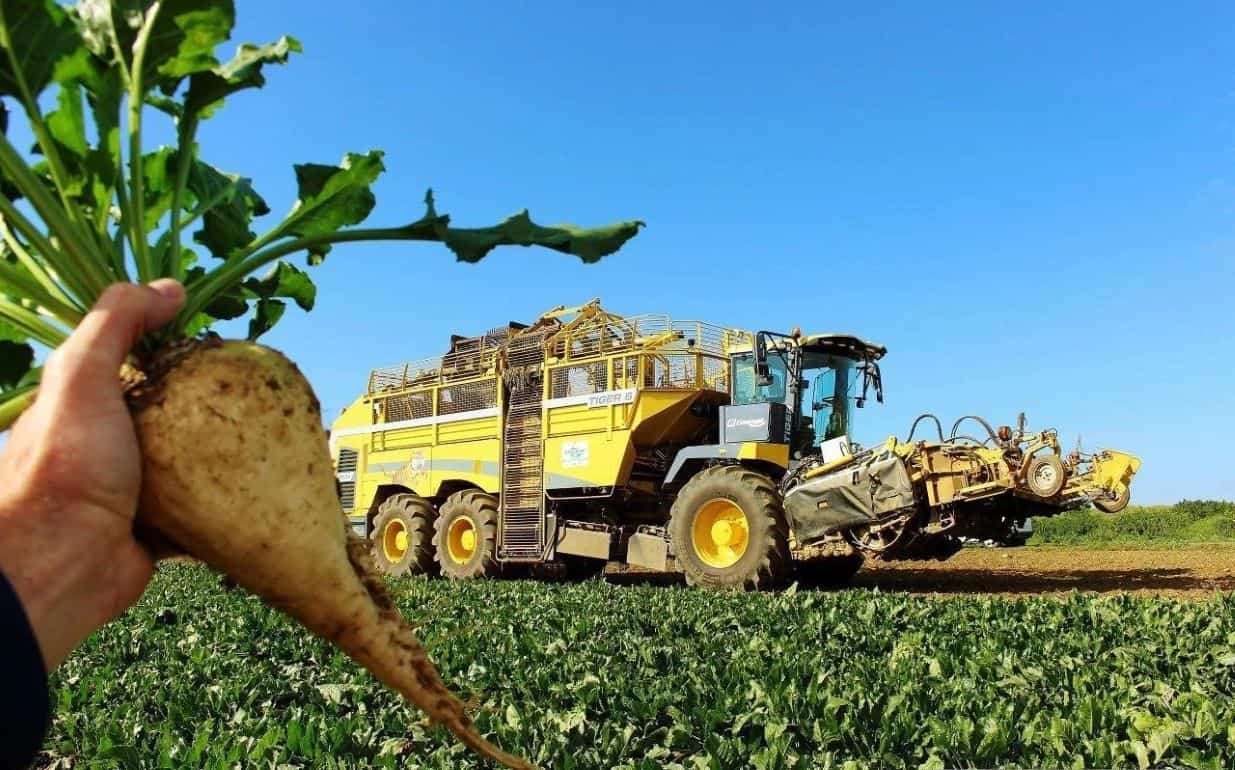 Погодные условия и вредители угрожают урожаю сахарной свеклы в Европе - agroexpert.md