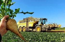 Погодные условия и вредители угрожают урожаю сахарной свеклы в Европе - agroexpert.md