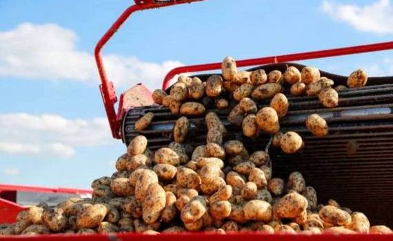 Избыток картофеля в Европе привел к падению цен ниже нуля - agroexpert.md